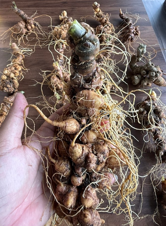Sâm tươi cần được đóng gói theo quy trình cụ thể