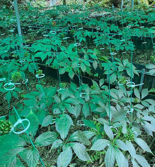 The dosage of Sâm Ngọc Linh must depend on the product form