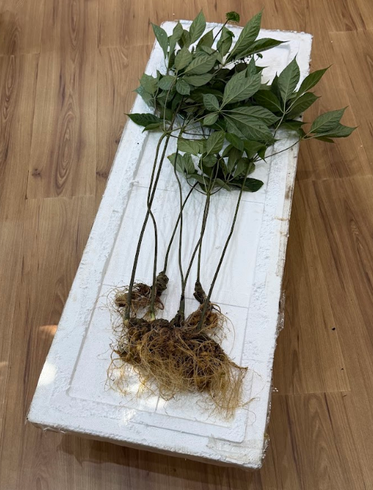 Cần chọn lọc sâm Ngọc Linh có nguồn gốc, xuất xứ rõ ràng