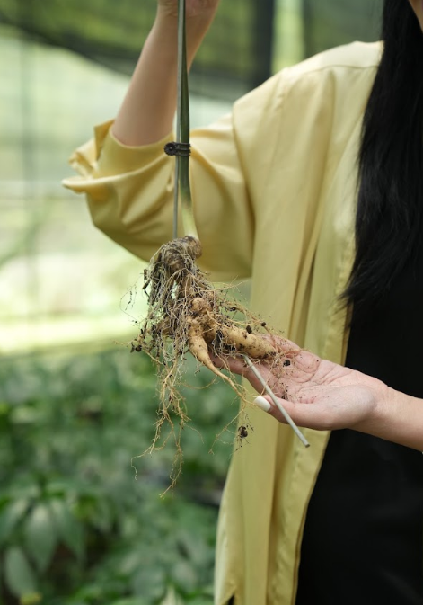 Hãy dùng sâm Ngọc Linh một cách an toàn