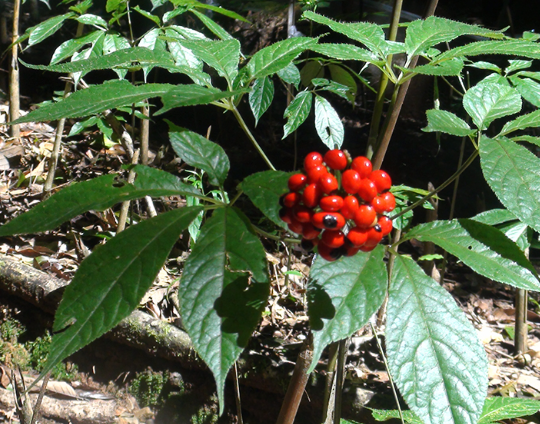 Different ways of using ginseng provide different benefits