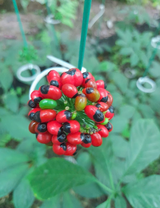 Inspect Ngoc Linh ginseng to avoid buying poor-quality products