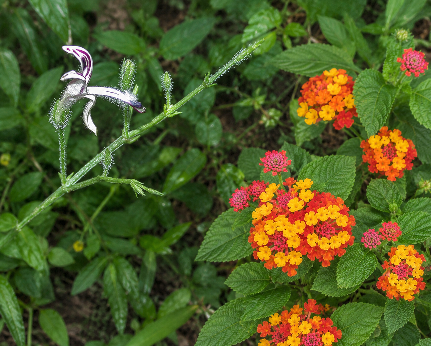 Images of Andrographis (left) and Ageratum (right)